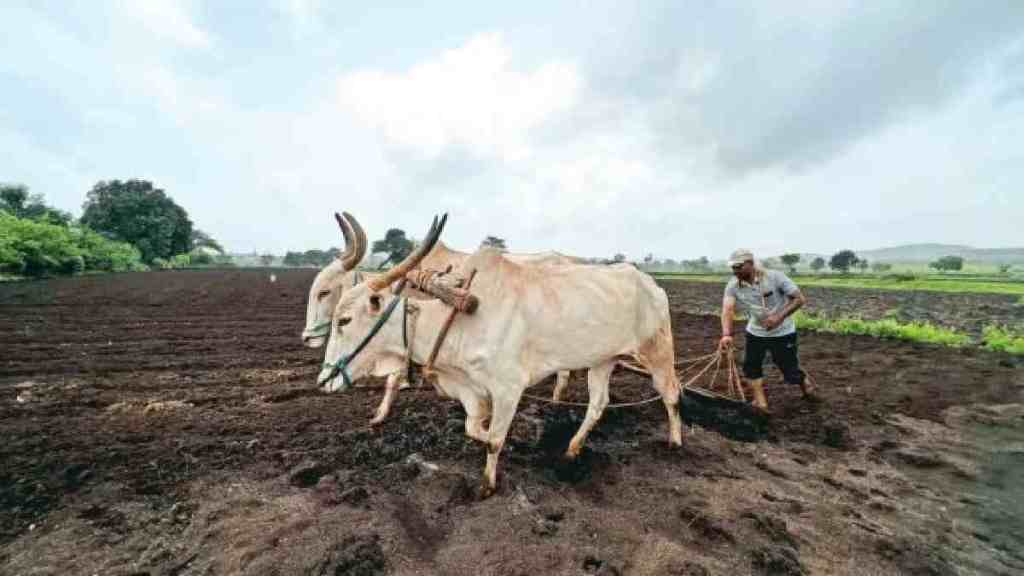 Maharashtra Farmers, Maharashtra Farmers Struggle as Sowing, Sowing Disrupted by Rain Break in Maharashtra, 5 percent of Average Sown, monsoon in Maharashtra,