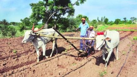 Due to lack of rain sowing has failed farmers are worried