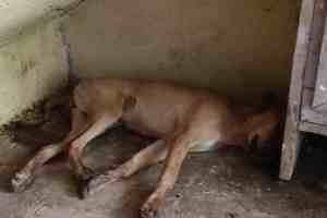 thane, Stray Dog Found Suspicious Dead in thane, Case Filed After Stray Dog Found Dead, Animal Lovers Suspect Poisoning or Beating dog in thane, dog suspicious dead in thane, thane news, animal lovers,