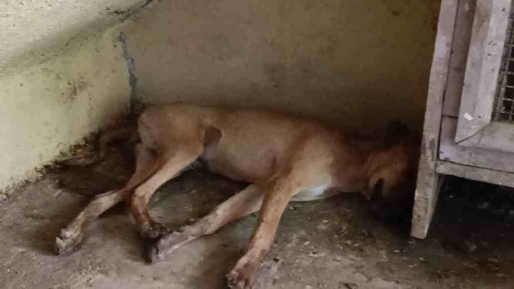 thane, Stray Dog Found Suspicious Dead in thane, Case Filed After Stray Dog Found Dead, Animal Lovers Suspect Poisoning or Beating dog in thane, dog suspicious dead in thane, thane news, animal lovers,