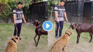 Tiger and Goat viral Video