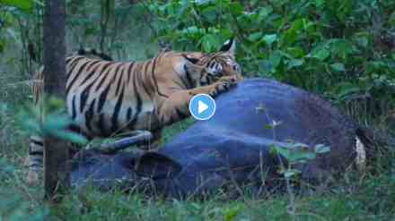 Tigress Jugni Teaches Cub to Hunt, Rare Wildlife Encounter, Rare Wildlife Encounter Captured, Pench Tiger Reserve, tigeress,tiger,