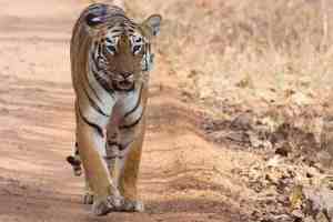 Tiger Reserves, Tiger Reserves and Sanctuaries, Tiger Reserves and Sanctuaries in India Close, Tiger Reserves and Sanctuaries Close Core Areas for Monsoon Break, Monsoon Break Tiger Reserves,