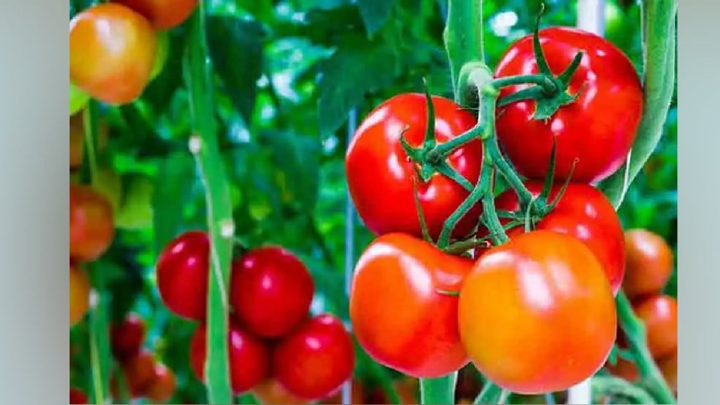 An increase in the price of tomatoes Retail at Rs 80 per kg