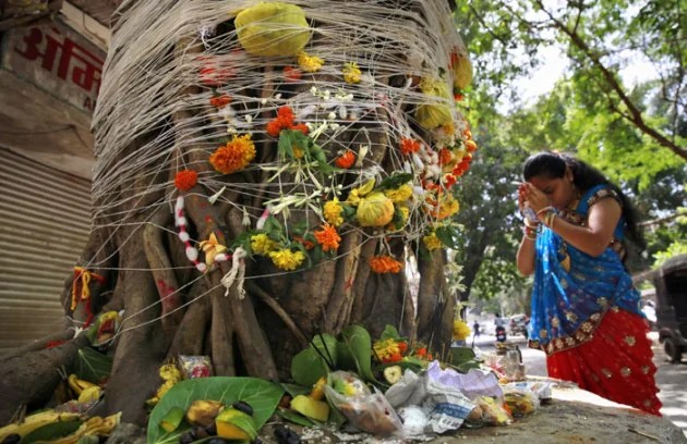 vat savitri vrat 2024 vat purnima in 21 june 2024 vat purnima important of 5 fruits mango karvanda Java plum jackfruit vat purnima scientific reason in marathi