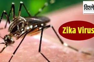 loksatta analysis zika virus detected in pune patient how much risk of zika to human life