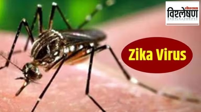 loksatta analysis zika virus detected in pune patient how much risk of zika to human life