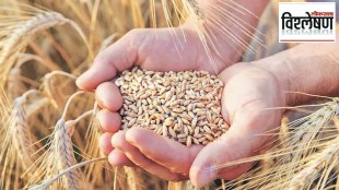 loksatta analysis india to import wheat due to major decline in production