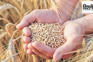 loksatta analysis india to import wheat due to major decline in production