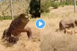 Animal Attack Video