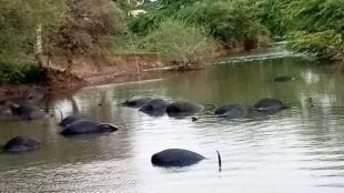 Buffaloes die on the spot due to lightning in the stream Demand in Assembly for compensation