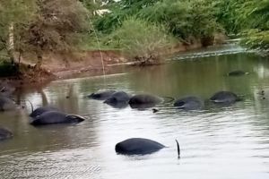 Buffaloes die on the spot due to lightning in the stream Demand in Assembly for compensation