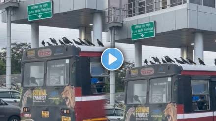 Crows Riding On Mumbai Bus Roof Goes Viral