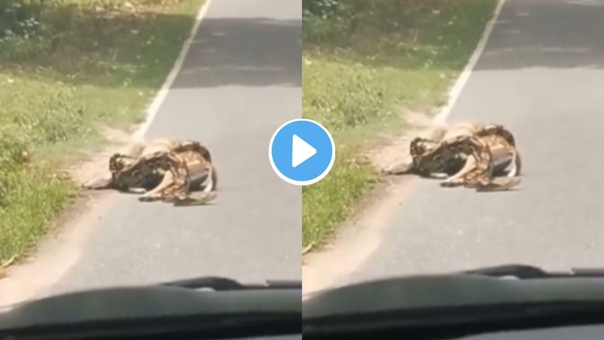 Horrifying Video Shows Python Strangling Deer | हरणाचा खेळ खल्लास ...