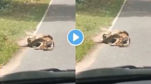 Deer And Python Viral Video