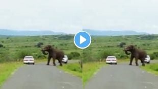 Elephant Viral Video