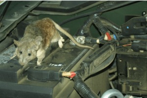 /how-to-prevent-rats-from-entering-car-in-monsoo