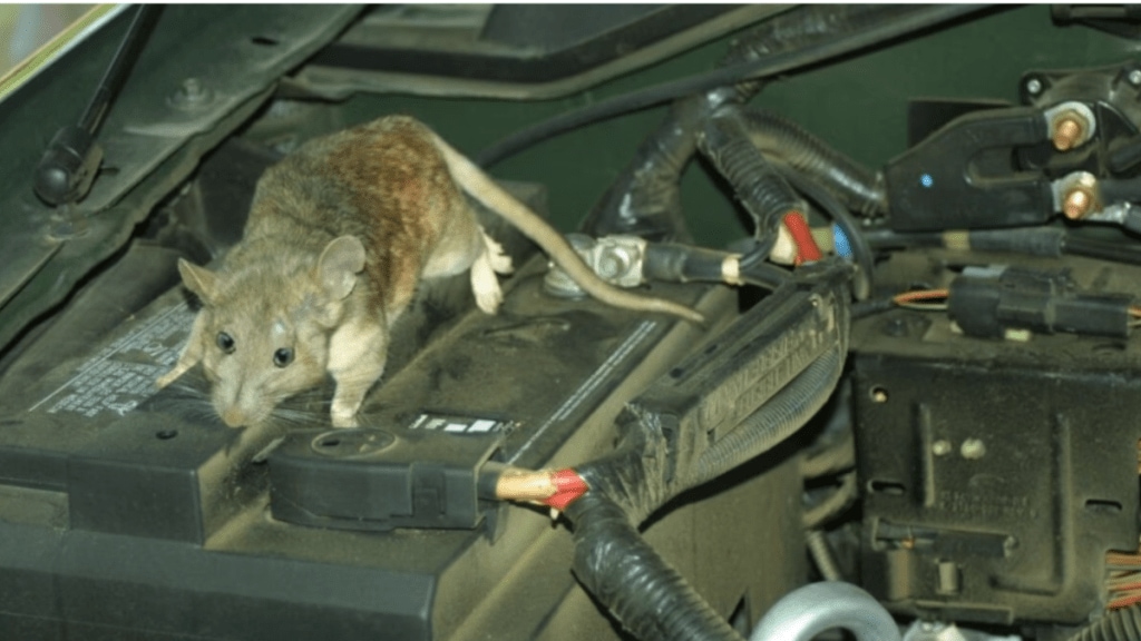 /how-to-prevent-rats-from-entering-car-in-monsoo