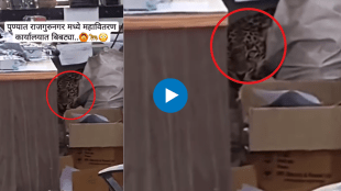 Viral Video leopard enter in Mahavitaran office in Pune employees got into a tizzy