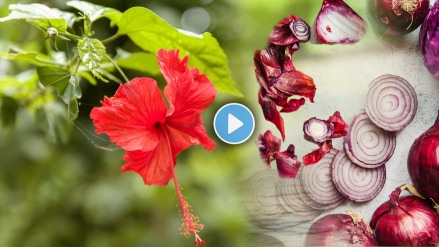 Hibiscus flower growth gardening tips