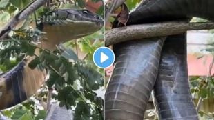 King Cobra rescued in Karnataka