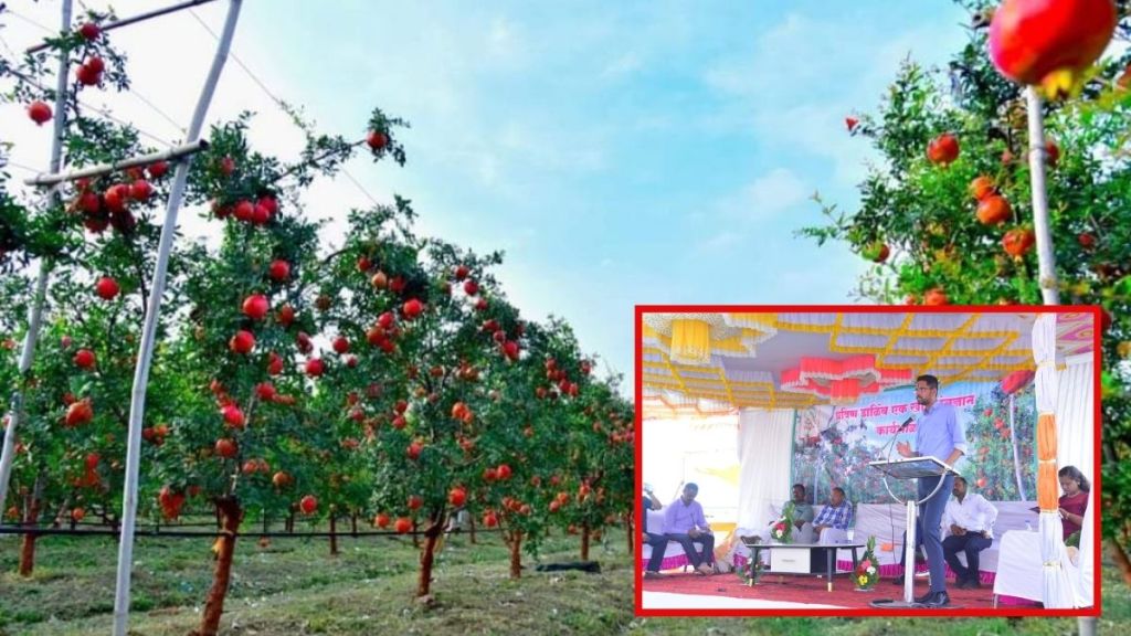 Collector Kumar Ashirwad expressed his desire to create a pomegranate garden based on new technology