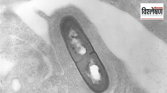 Listeria outbreaks in the US and Canada