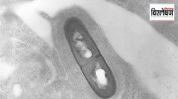 जीवघेण्या संसर्गास कारणीभूत ठरणाऱ्या जीवाणूचा अमेरिका-कॅनडात उद्रेक; काय आहे लिस्टेरिओसिस?