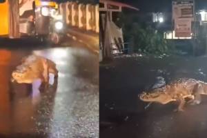 Crocodile Seen Strolling On Maharashtra