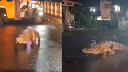 Crocodile Seen Strolling On Maharashtra