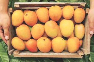 Export of 3397 tonnes of mangoes from the facilities of Panaan