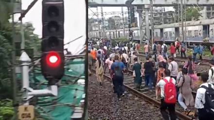 Bamboo Collapsed On Overhead Wire