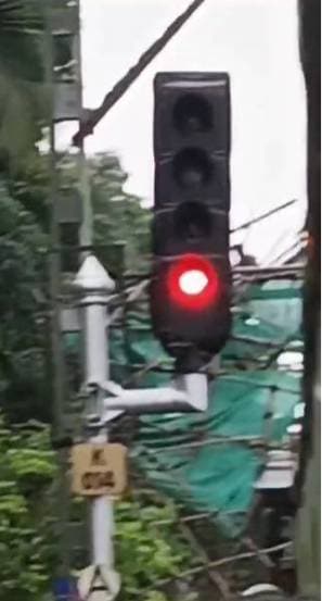 Bamboo Collapsed on Overhead Wire