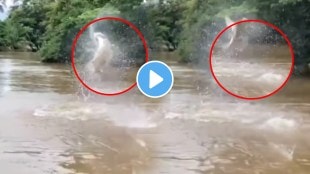 Kolhapur Heavy Rain Found 25 Kg Fish In Bhogavati River Flood Video