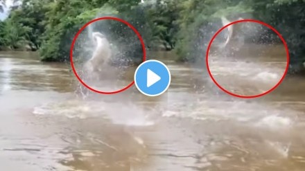 Kolhapur Heavy Rain Found 25 Kg Fish In Bhogavati River Flood Video