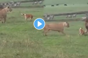 Dog vs Lion Fight Courage can take you to try & achieve the impossible animals video