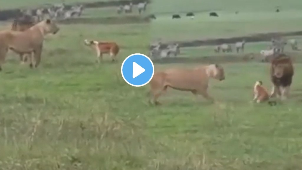 Dog vs Lion Fight Courage can take you to try & achieve the impossible animals video