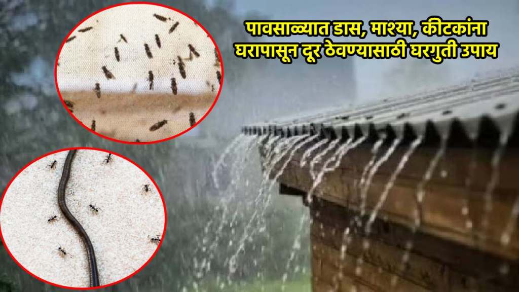5 simples ways to kee insects or bugs away from home during rainy season monsoon