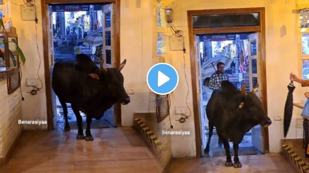 A bull seeking shelter in a cafe manager enters the scene with an umbrella attempting to shoo away the bull watch what happend