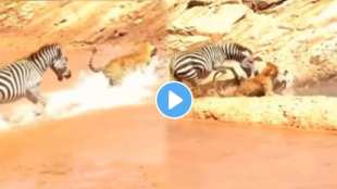 A leopard came with the speed of the wind and attacked the baby zebra