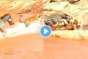 A leopard came with the speed of the wind and attacked the baby zebra