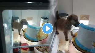 Being hungry the puppy went into the fridge and eat the cake