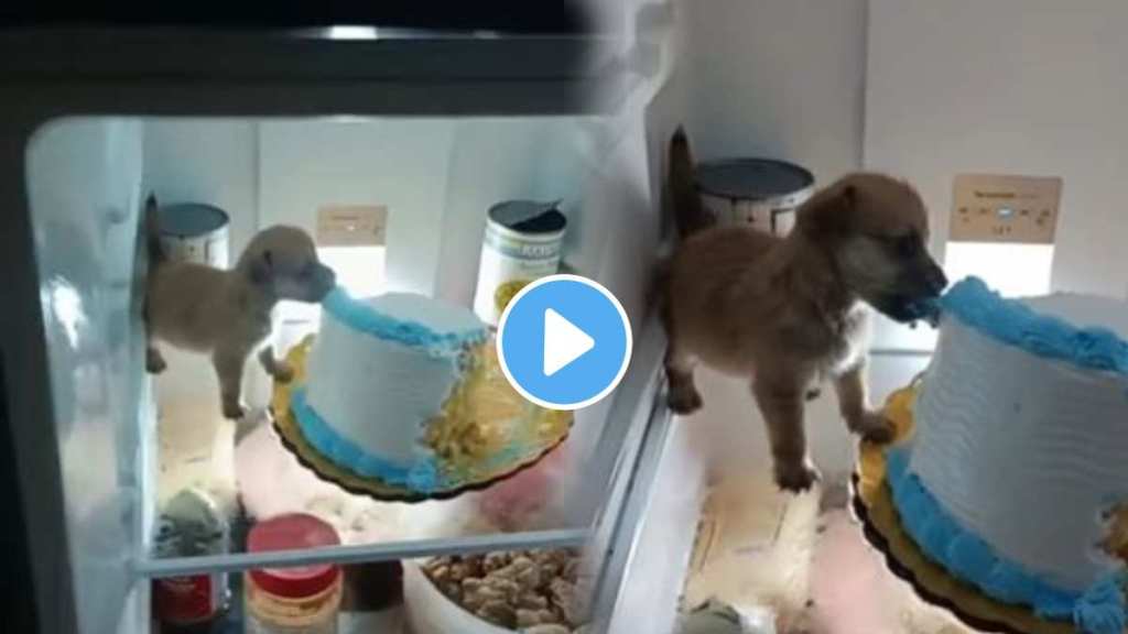 Being hungry the puppy went into the fridge and eat the cake