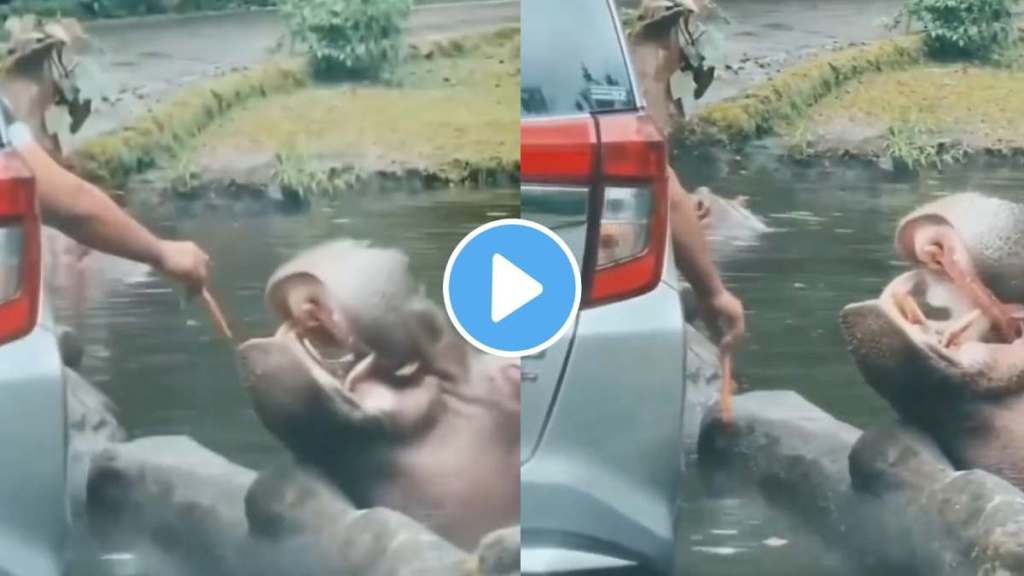 jungle wildlife safari tourists throws plastic bag in hippos mouth video goes viral
