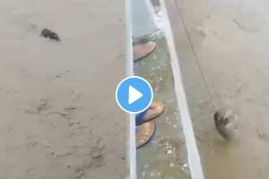 baby elephant stuck in the assam river