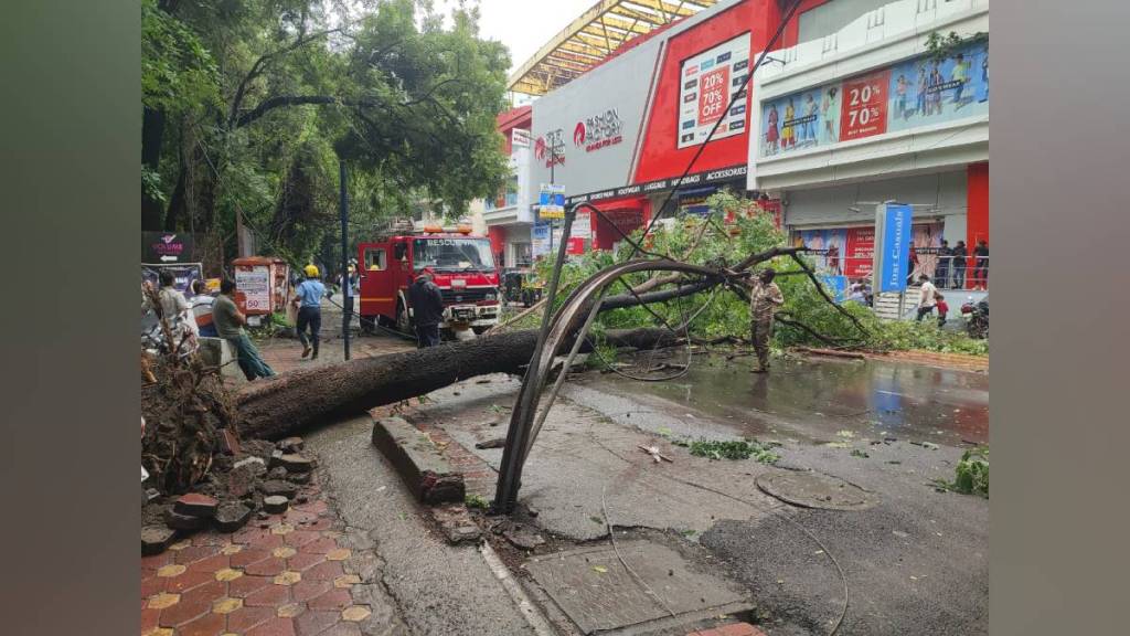 tree fell, pune, rain, pune print news,