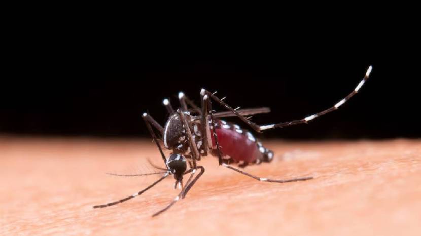 Dengue fever is quite common during the monsoon Here are some prevention steps that can help you stay safe this season