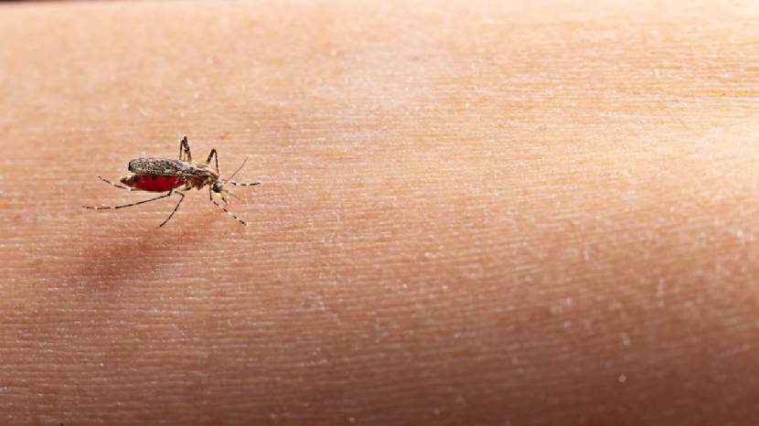 Dengue fever is quite common during the monsoon Here are some prevention steps that can help you stay safe this season