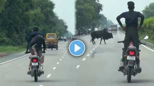 A young man was doing a stunt on a bike suddenly a bull appeared