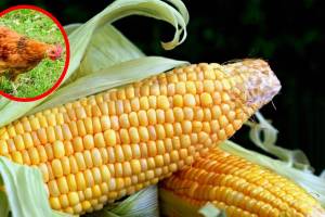 corn, Scarcity, Poultry Business,